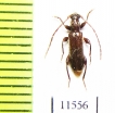 Lucasianus levaillantii  Spain - INSECTS-STORE.RU