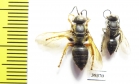 Hymenoptera sp.  Malaysia, Borneo - INSECTS-STORE.RU