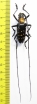 Nemophas helleri  Indonesia, Buru isl. - INSECTS-STORE.RU