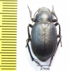 Sternoplax sp.  Kazakhstan - INSECTS-STORE.RU
