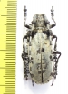 Aristobia voeti  Thailand - INSECTS-STORE.RU