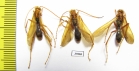 Hymenoptera sp.  Malaysia, Borneo - INSECTS-STORE.RU