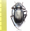 Ocnera pilicollis   Kazakhstan - INSECTS-STORE.RU