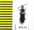 Rhysodidae sp.  Indonesia, Papua - INSECTS-STORE.RU