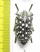 Julodis sulcicollis  South Africa Rep. - INSECTS-STORE.RU