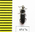 Rhysodidae sp.  Indonesia, Papua - INSECTS-STORE.RU