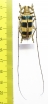 Nemophas ramosi  Philippines - INSECTS-STORE.RU