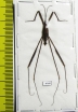 Gerridae sp.  Indonesia, Java - INSECTS-STORE.RU