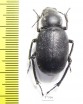 Pimeliocnera gebieni  Tajikistan - INSECTS-STORE.RU