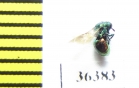 Chrysididae sp.  Russia, Moscow reg. - INSECTS-STORE.RU
