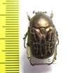 Protaetia interruptecostata  Uzbekistan - INSECTS-STORE.RU