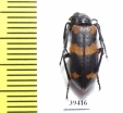 Mylabris allousei  Iran, Sistan prov. - INSECTS-STORE.RU