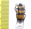 Mylabris allousei  Iran, Sistan prov. - INSECTS-STORE.RU