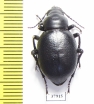 Pelorocnemis kraatzi  Kazakhstan - INSECTS-STORE.RU