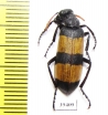 Hycleus maculiventris  Oman - INSECTS-STORE.RU
