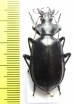 Calosoma peregrinator  USA - INSECTS-STORE.RU