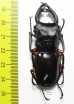 Odontolabis imperialis komorii  Philippines 58mm - INSECTS-STORE.RU