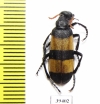 Hycleus maculiventris  Oman - INSECTS-STORE.RU