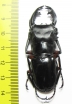 Odontolabis imperialis komorii  Philippines 58mm - INSECTS-STORE.RU
