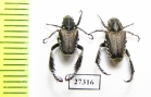 Hopliini sp.  South Africa Rep. - INSECTS-STORE.RU