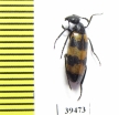 Mylabris tricincta  Morocco - INSECTS-STORE.RU