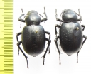 Pelorocnemis punctigera, pair  Uzbekistan - INSECTS-STORE.RU