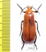 Horia debyi  Indonesia, Java - INSECTS-STORE.RU