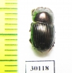 Copris hidakai  Malaysia, Borneo - INSECTS-STORE.RU