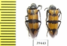 Meloidae sp.  Iran, Sistan prov. - INSECTS-STORE.RU