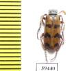 Hycleus pakistanus  Iran, Sistan prov. - INSECTS-STORE.RU