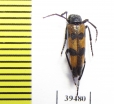 Mylabris cernyi  Jordan - INSECTS-STORE.RU
