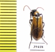 Alosimus maculiventris  Jordan - INSECTS-STORE.RU