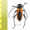 Purpuricenus kaehleri  Russia, Volgograd reg. - INSECTS-STORE.RU