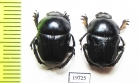 Gymnopleurus aciculatus  Uzbekistan - INSECTS-STORE.RU
