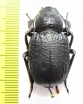 Trigonoscelis seriata, male  Tajikistan - INSECTS-STORE.RU