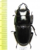 Dorcus sp.  China, Yunnan prov.  - INSECTS-STORE.RU