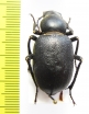 Pimeliocnera gebieni  Tajikistan - INSECTS-STORE.RU