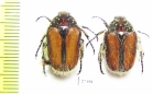 Trichostetha capensis ssp.  South Africa Rep. - INSECTS-STORE.RU