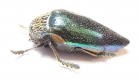 Sternocera pulchra  Tanzania - INSECTS-STORE.RU