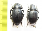 Sternoplax deplanata, pair  Kazakhstan - INSECTS-STORE.RU