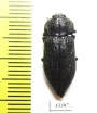 Pseudoperotis sp.  South Africa Rep. - INSECTS-STORE.RU