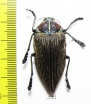 Polybothris geayi  Madagascar - INSECTS-STORE.RU