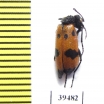 Mylabris mediorientalis  Jordan - INSECTS-STORE.RU