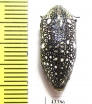 Julodis sp.  South Africa Rep.  20mm - INSECTS-STORE.RU