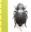 Sternotrigon grandis  China, Inner Mongolia prov. - INSECTS-STORE.RU