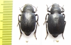 Sternotrigon grandis  China, Inner Mongolia prov. - INSECTS-STORE.RU