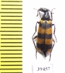Croscherichia goryi  Afghanistan - INSECTS-STORE.RU