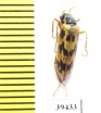 Croscherichia richteri  Iran, Sistan prov. - INSECTS-STORE.RU
