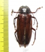 Mallodonopsis mexicanus, female  Costa Rica - INSECTS-STORE.RU