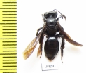 Hymenoptera sp.  Uzbekistan - INSECTS-STORE.RU